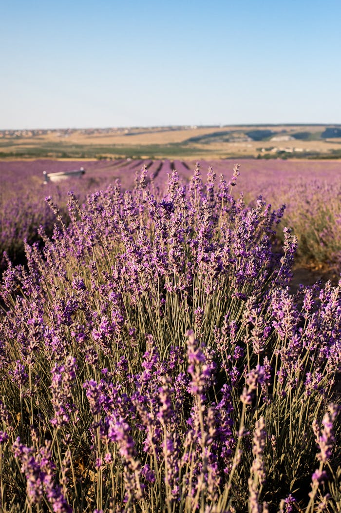 Breathtaking view of a lavender field in full bloom under a clear blue sky, showcasing natural beauty.